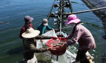 Hội Nghề cá Quảng Ngãi: Bám sát hoạt động hội viên