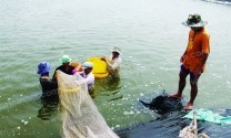 Ninh Thuận: Nâng cao vai trò Hội Nghề cá trong phát triển thủy sản