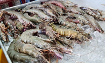 Nhiều loại hải sản miền Tây đắt hàng ngày mùng 6 Tết