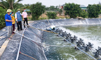 Quảng Bình: Trang trại trù phú trên vùng đất nhiễm mặn