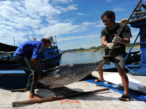 Vận chuyển cá ngừ từ thuyền lên bờ - Ảnh: Lê Xuân Chiến 
