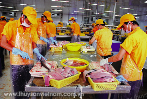 Doanh nghiệp xuất khẩu cá tra chủ động tìm kiếm thị trường mới   Ảnh: LHV