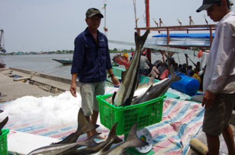 Ngư dân khai thác cá bớp nuôi lồng bè ven đảo Hòn Chuối. 