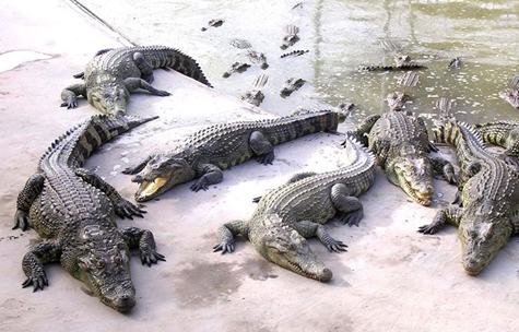 Cá sấu loại lớn, cỡ 25 - 30 kg/con có giá 130.000 - 140.000 đồng/kg 