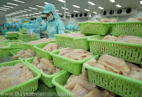 Các lô hàng cá tra của Việt Nam tiếp tục được xuất khẩu vào Panama - Ảnh: LHV 