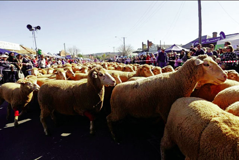 Lễ hội lông cừu Merriwa 
