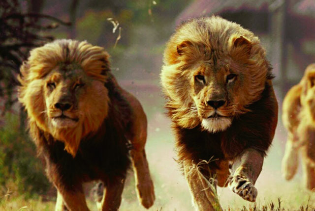   Sư tử, báo gấm những kẻ săn mồi không thể không kể đến trong câu chuyện di cư 