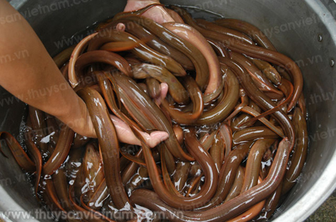 Huyện Tam Nông đã thu hoạch được trên 7,5 tấn lươn