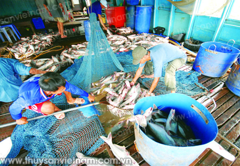 Người nuôi cá tra ĐBSCL đang lỗ nặng
