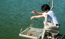 Hội Thủy sản tỉnh Cà Mau triển khai nhiều hoạt động trong quý II