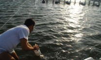 Hội Nghề cá Sóc Trăng: Tập trung hỗ trợ vụ nuôi tôm mới