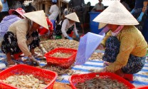 Hội Nghề cá Ninh Thuận: Sẽ thành lập thêm 1 chi hội cơ sở