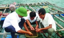 Hội Nghề cá Quảng Ninh: Chú trọng phát triển hội viên