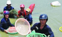 Hội Thủy sản Cà Mau: Hình thành thêm cấp hội cơ sở