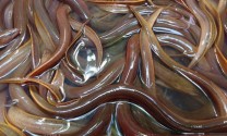 An Giang: Nhàn như nuôi lươn bằng thức ăn công nghiệp