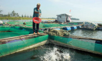 Quảng Ngãi: Hiệu quả từ nuôi cá chẽm ở Cửa Lở