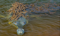 Cá sấu con bám chi chít trên lưng bố