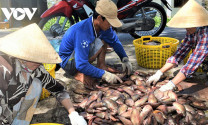 Người dân ‘thủ phủ cá bổi’ Cà Mau gặp khó vì giá giảm