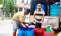 Khánh Hòa: Giá thủy sản tăng trở lại