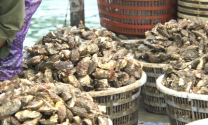 Quảng Ninh: Tháo gỡ khó khăn cho tiêu thụ mặt hàng thủy sản