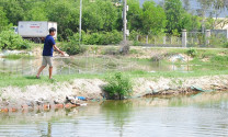 Bình Định: Bất ngờ với cá chim vây vàng