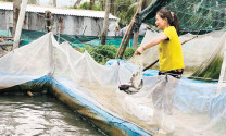 Quảng Ngãi: Giá giảm mạnh, người nuôi cá lóc gặp khó