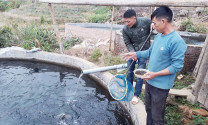 Lào Cai: Cá hồi liên tục giảm giá, người nuôi lao đao