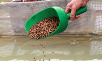 Giải pháp giảm chi phí thức ăn trong nuôi cá