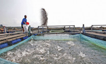 Khủng hoảng thị trường thức ăn thủy sản châu Á