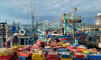 Ngư dân gặp khó khăn do giá hải sản xuống thấp