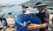Đà Nẵng: Tiêu thụ hải sản lồng bè gặp khó do dịch Covid – 19
