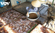 Thương lái ngưng thu mua, người nuôi cá bè ở Tiền Giang điêu đứng