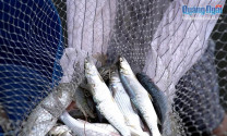 Mô hình nuôi tôm kết hợp với cá, cua biển có hiệu quả kinh tế