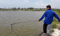 Hàm Thuận Nam (Bình Thuận): Triển vọng từ nuôi cá chim vây vàng ven biển