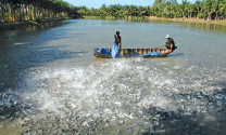 Tổng cục Thủy sản: Nhiều giải pháp cho ngành tôm những tháng cuối năm