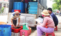 Khánh Hòa: Nuôi trồng thủy sản gặp khó