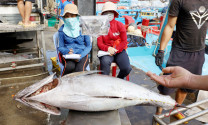 Xuất khẩu cá ngừ quay đầu giảm