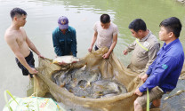 Lào Cai: Lợi ích kép từ nuôi cá bằng công nghệ vi sinh