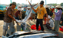 “Cứu” chuỗi cung ứng hải sản bị đứt gãy