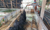 Phú Yên: Nông dân Tây Hòa phát triển mô hình nuôi lươn không bùn