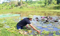Nghệ An: Nông dân Anh Sơn nhân rộng mô hình nuôi ốc bươu đen