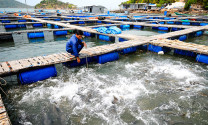 Nghề nuôi biển ở Kiên Giang có tiềm năng đạt 1 tỷ USD/năm