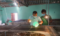 Ninh Thuận: Hiệu quả mô hình nuôi tôm hai giai đoạn