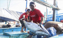 Cá ngừ đại dương Bình Định sẽ có đầu ra ổn định