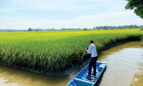 Phát triển 200.000 ha tôm - lúa trong năm 2022