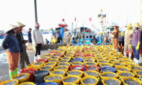 Ninh Thuận: Hoạt động Hội Thủy sản góp phần phát triển nghề cá đạt hiệu quả và bền vững