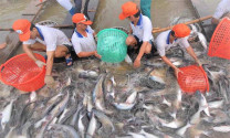 Giá cá tra nguyên liệu tăng