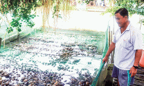 Hội Thủy sản và Làm vườn tỉnh Trà Vinh: Chuyển giao và nhân rộng nhiều mô hình cây, con cho nông dân