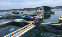 Bình Thuận: Tiêu thụ thủy sản nuôi có chiều hướng tăng sau đại dịch