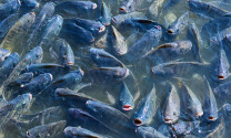 Trung Quốc: Sản lượng cá rô phi có thể giảm đáng kể trong năm 2023